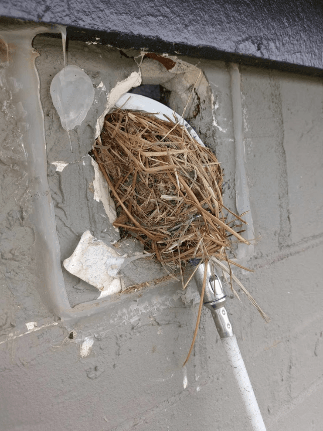 Bird nest removal from dryer vent in Fresno